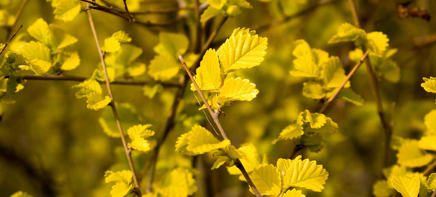 垄上精量点播栽培法